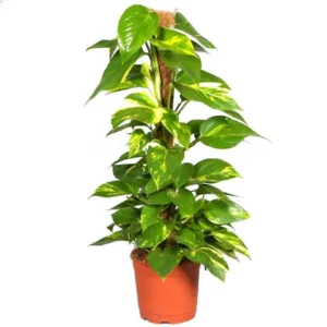 Money Plant - Epipremnum Aureum - Image 3