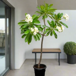 Plumeria Obtusa-Frangipani - Image 4