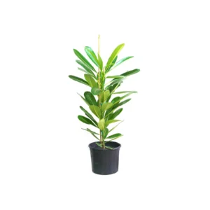 Plumeria Obtusa-Frangipani - Image 2