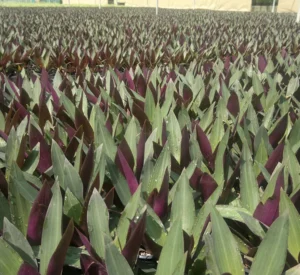 Rhoeo Discolor or Moses-in-the-Cradle - Image 2