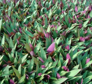 Rhoeo Discolor or Moses-in-the-Cradle - Image 3