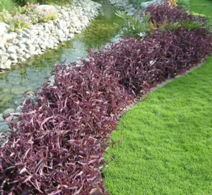 Setcreasea Purpurea or Purple Heart - Image 2
