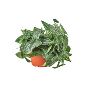Scindapsus Pictus “Satin Pothos” - Image 2