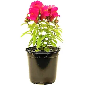 Antirrhium Majus, Snapdragon - Image 4
