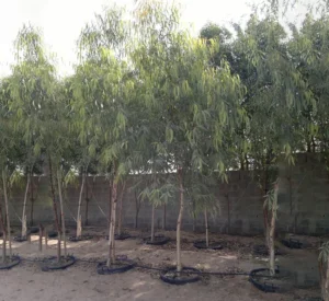 Eucalyptus - Image 2