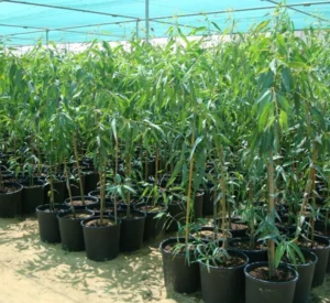 Eucalyptus - Image 3