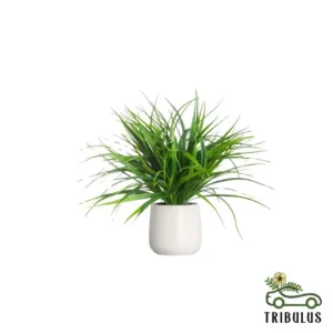 Lemon Grass -Cymbopogon Citratus