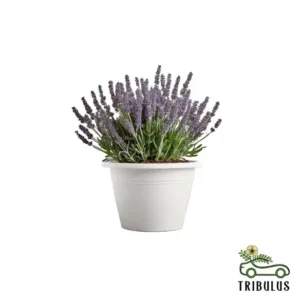 Lavender - Lavandula Dentata