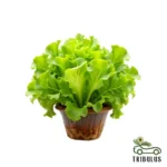 Lettuce “Lactuca”