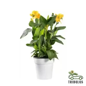 Canna Lily Yellow - Canna Indica