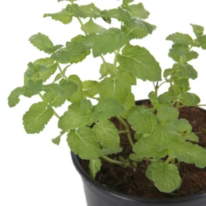 Peppermint (Mentha × piperita) - Image 2