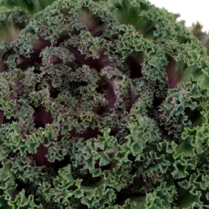 Kale Plant - Image 3