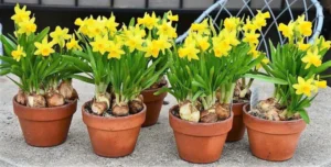Daffodil, Narcissus - Image 3