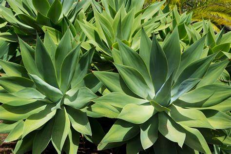 Agave Americana