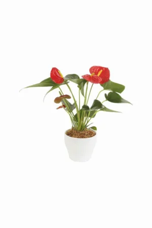 Anthurium - Flamingo Flower - Image 2