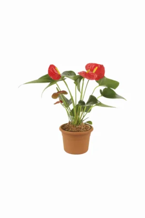 Anthurium - Flamingo Flower - Image 5