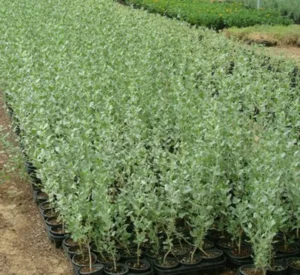 Atriplex Halimus Or Salt Bush - Image 3