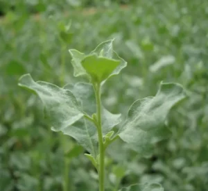 Atriplex Halimus Or Salt Bush - Image 2