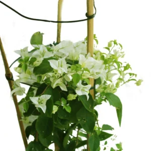 Bougainvillea Bushy-Paper Flower - Image 5