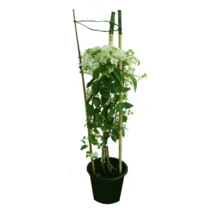 Bougainvillea Bushy-Paper Flower - Image 4