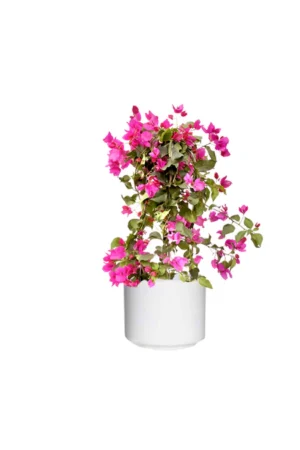 Bougainvillea Bushy-Paper Flower - Image 6