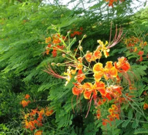 Caesalpinia Pulcherrima “Peacock Flower” - Image 3