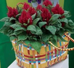 Celosia Plumosa Or Silver Cock’s comb - Image 2