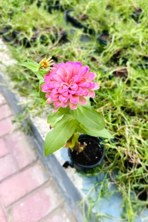 Common Zinnia - Zinnia Elegans - Image 2
