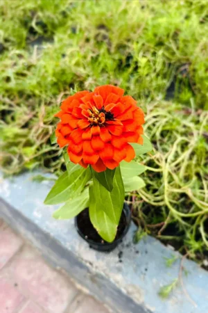 Common Zinnia - Zinnia Elegans - Image 6