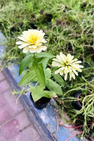 Common Zinnia - Zinnia Elegans - Image 4