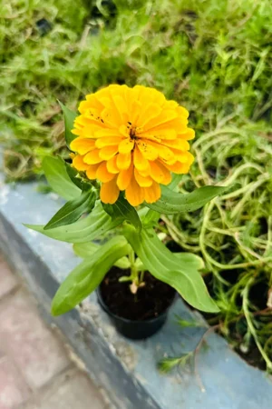 Common Zinnia - Zinnia Elegans - Image 5