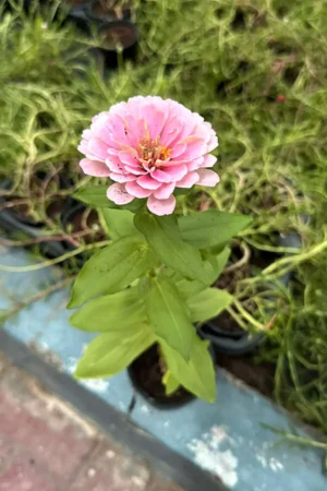Common Zinnia - Zinnia Elegans - Image 3