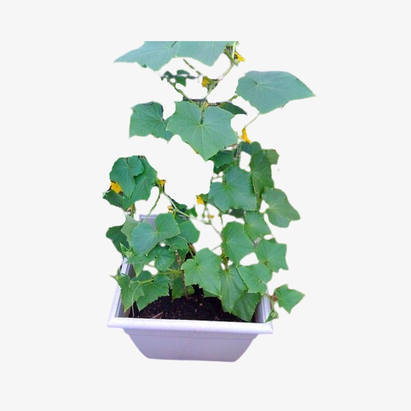 Cucumber | Cucumis Sativus
