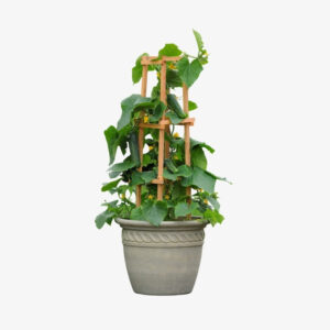 Cucumber | Cucumis Sativus - Image 3