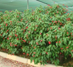 Jatropha integerrima (Peregrina, Firecracker Jatropha) - Image 3