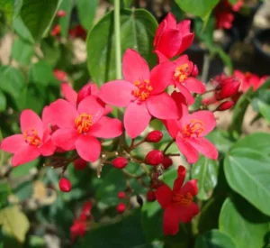 Jatropha integerrima (Peregrina, Firecracker Jatropha) - Image 2
