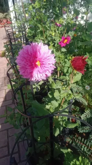 Dahlia Plant - Image 2
