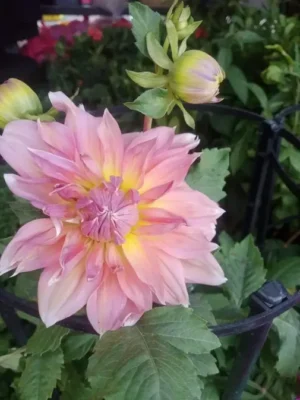 Dahlia Plant - Image 4