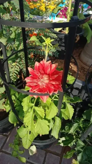 Dahlia Plant - Image 3
