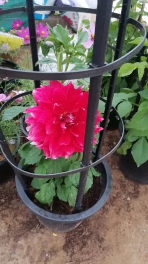 Dahlia Plant - Image 5