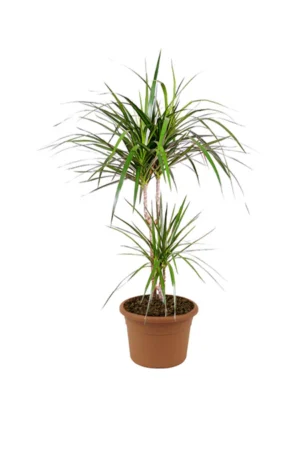 Dragon Tree - Branched Dracaena - Image 2