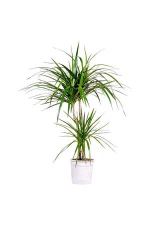 Dragon Tree - Branched Dracaena - Image 3