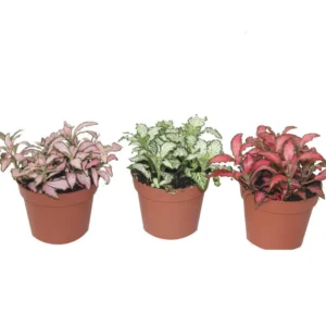 Fittonia - The Nerve Plant - Image 2