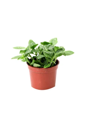 Fittonia - The Nerve Plant - Image 3