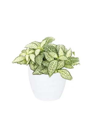Fittonia - The Nerve Plant - Image 4