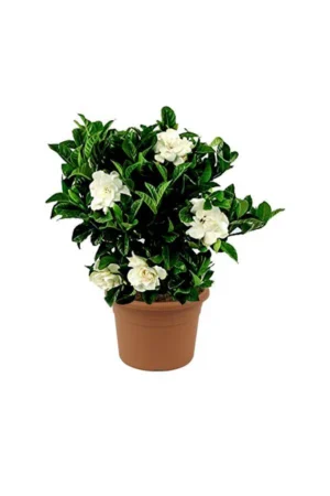 Gardenia - Cape Jasmine - Image 3