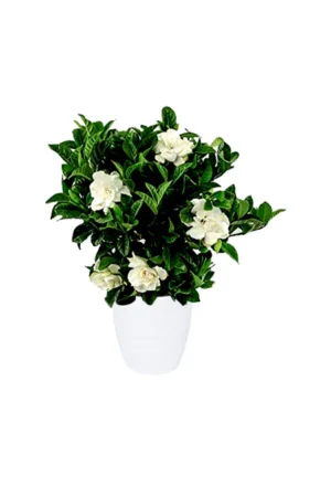 Gardenia - Cape Jasmine - Image 2