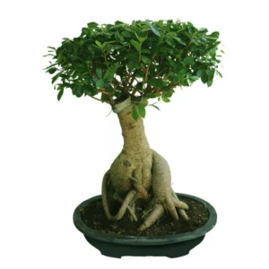 Ginseng Bonsai - Bonsai Plants - Image 4