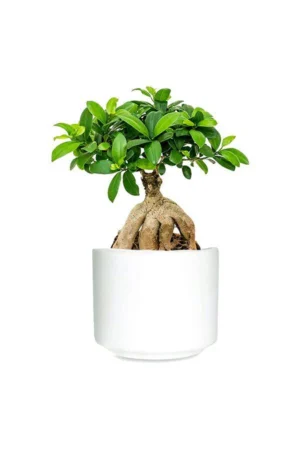 Ginseng Bonsai - Bonsai Plants - Image 3