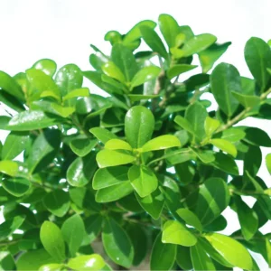 Ginseng Bonsai - Bonsai Plants - Image 5